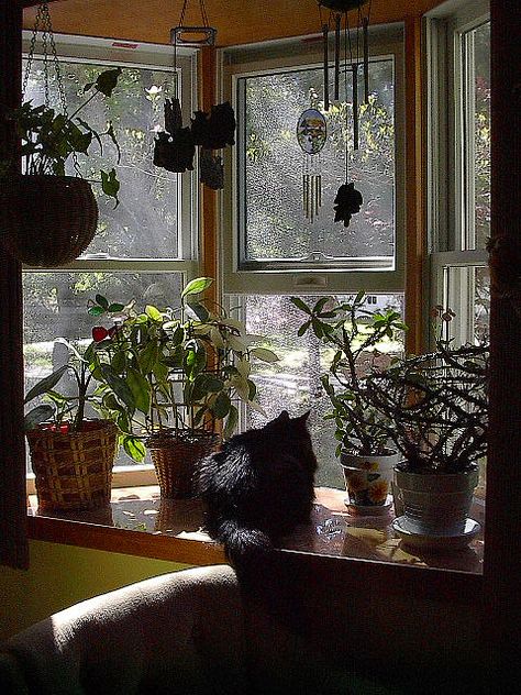 Bay window cats | IN THE BAY WINDOW..... - a photo on Flickriver Bay Windows Aesthetic, Cottagecore Bay Window, Bay Window Styling, Bay Window Aesthetic, Bay Window Room, Bay Window Plants, Cozy Bay Window, Big Bay Window, Bedroom Bay Window Ideas