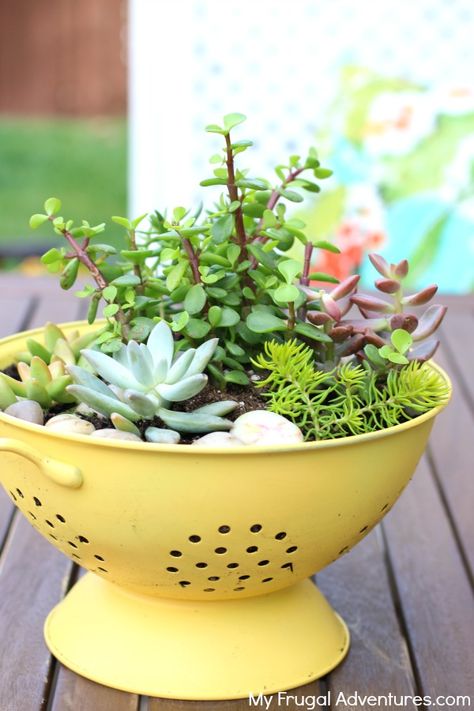 Colander Planter, نباتات منزلية, Succulent Garden Design, Plant Pot Diy, Succulent Garden Diy, Decoration Plante, Succulent Gardening, Diy Gardening, Garden Containers