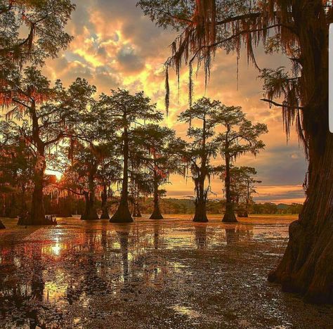 Gorgeous Louisiana Louisiana Swamp Paintings, Louisiana Background, Swamp Photos, Louisiana Landscape, Parrilla Exterior, Caddo Lake, Bald Cypress Tree, Louisiana Swamp, Louisiana Bayou