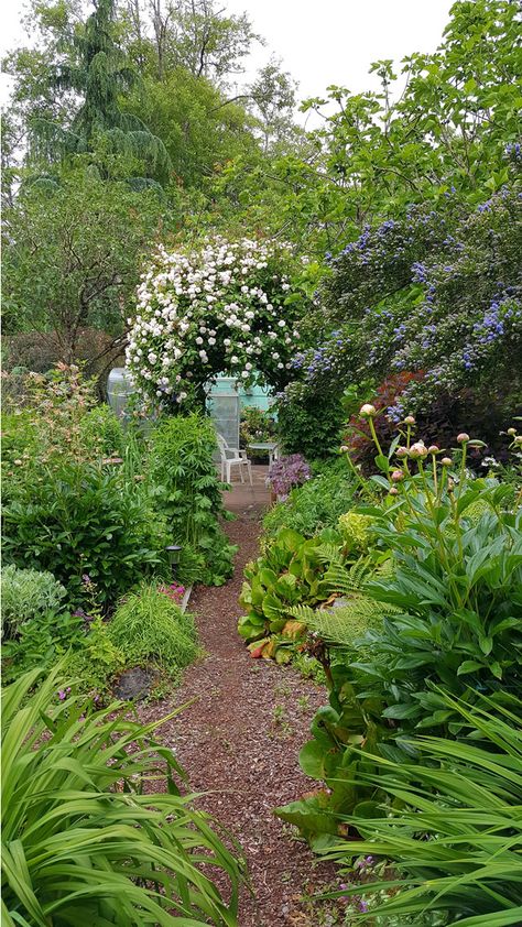 Washington Garden, Japanese Painted Fern, Coral Bells, Fine Gardening, Garden Photography, Go Outdoors, Lavender Roses, Plant Combinations, Garden Photos