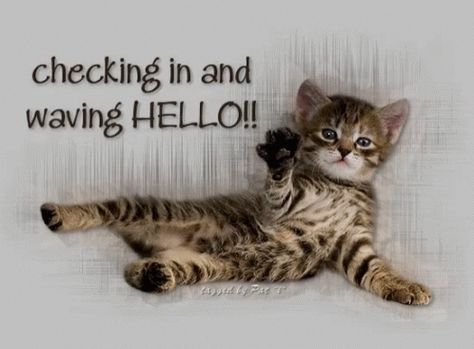 Hello Kitten GIF - Hello Kitten Waving - Discover & Share GIFs Hello Kitten, Hello Quotes, Hello Gif, Cat Expressions, Cute Good Morning Quotes, Kitten Gif, Cute Good Morning, Funny Cats And Dogs, Feral Cats