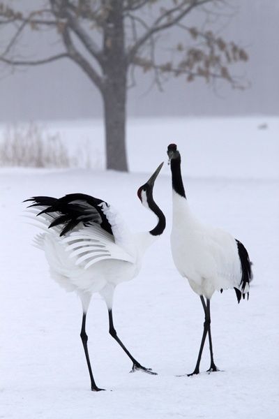 Midwinter Dream Appaloosa, Colourful Birds, Japanese Crane, Kinds Of Birds, Big Bird, Pretty Birds, Quarter Horse, Colorful Birds, 귀여운 동물