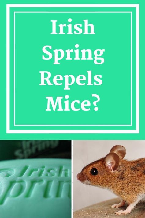 Irish Spring Soap Uses Pest Control, Mouse Repellent Diy, Mouse Deterant, Natural Rat Repellent, Diy Mice Repellent, Cinnamon Garden, Mouse Deterrent, Keep Mice Away, Mouse Catcher