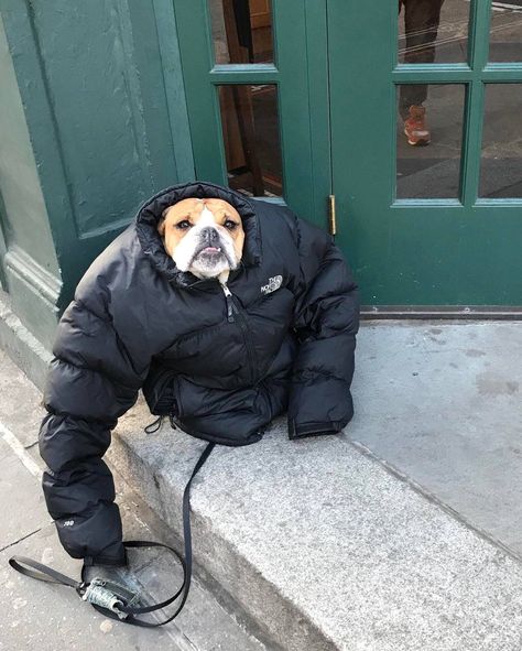 "It was cold so I gave my dog my jacket..." Funny Animal Pictures, Funny Animal, Haiwan Lucu, Memes Br, Funny Dog Videos, Funny Animal Memes, Animal Quotes, Dog Memes, Dog Gifs