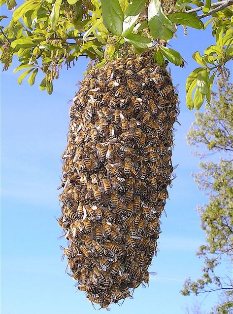 Apiary Beekeeping, Honey Bee Swarm, Weird Nature, Swarm Of Bees, Amazing Insects, Bee Removal, Backyard Bee, Bee Stuff, Raising Bees