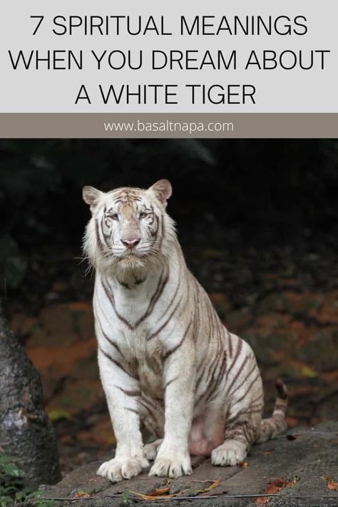 7 Spiritual Meanings When You Dream About A White Tiger Tiger Spirit Animal, Spirit Animal Meaning, Japanese Myth, Animal Meanings, Strongest Animal, Animal Names, Spiritual Animal, Facts Interesting, Tiger Pictures