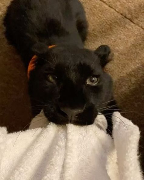 🐾Best videos 🐾 on Instagram: "@luna_the_pantera is such a cute rescued baby 🥹❤️ #animal #animals #cats #bigcat #panther" Baby Panther, Animals Memes, Panther Cat, Big Animals, Pretty Dogs, Best Videos, Instagram Family, Pretty Animals, Black Animals