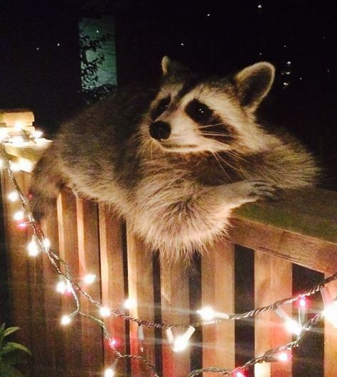 Over Time This Handsome Guy Became Very Comfortable In My Friend's Backyard Cele Mai Drăguțe Animale, Cute Raccoon, Trash Panda, 웃긴 사진, Waiting For Her, Cute Creatures, Sweet Animals, Christmas Animals, Animal Photo