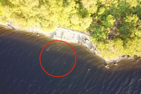 ‘Loch Ness Monster’ spotted again! This time on drone footage Canoe Trip, Zhengzhou, Flooded Subway, Lochness Monster, Caught In 4k, St Columba, Grey Pictures, Drone Footage, Loch Ness Monster