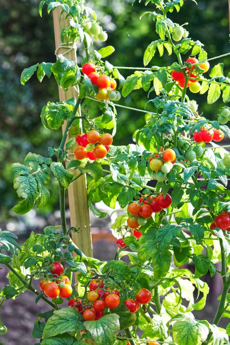 38 Tomato Support Ideas For High Yielding Tomato Plants Tomato Support Ideas, Growing Melons, Tomato Support, Tomato Growing, Food Recipes Healthy, Tomato Trellis, Types Of Tomatoes, List Of Vegetables, Herb Gardening