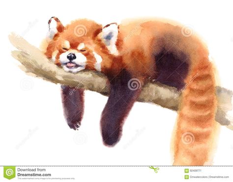 Watercolor Red Panda Sleeping On The Branch Hand Drawn Animal Illustration Isolated On White Background Stock Illustration - Illustration of mammals, background: 92409771 Patchwork, Red Panda Funny, Red Panda Sleeping, Panda Sketch, Panda Sleeping, Red Panda Cute, Sleeping Drawing, Panda Painting, Panda Illustration