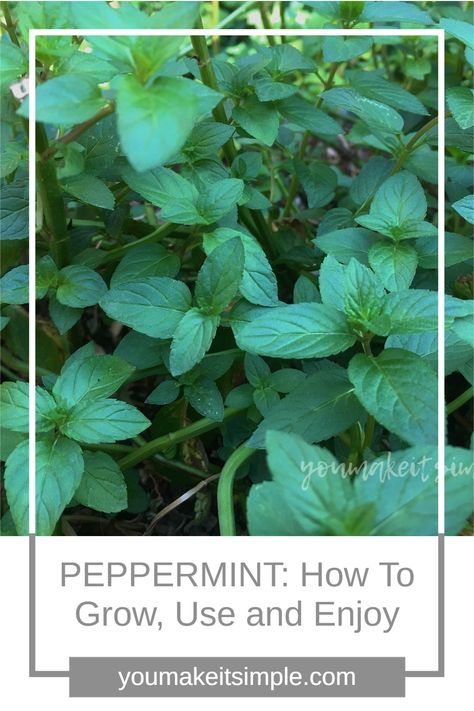 How To Care For Peppermint Plant, Peppermint Recipes Fresh, How To Dry Peppermint Leaves, Peppermint Plant Outdoor, Pepermint Plant Benefits, Peppermint Plant Care, What To Do With Peppermint Leaves, How To Grow Peppermint, Peppermint Herb Uses