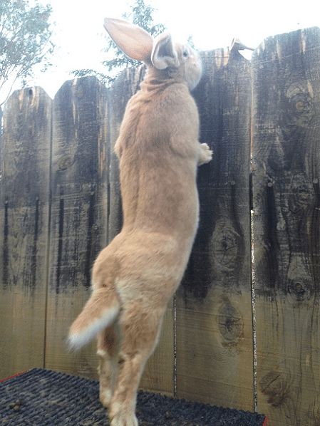 Flemish Giant Rabbit l Largest Known Rabbit - Our Breathing Planet Nature, Rabbit Keeping, Flemish Giant Rabbit, Giant Bunnies, Giant Rabbit, Flemish Giant, Giant Bunny, Pet Bunny Rabbits, Giant Animals