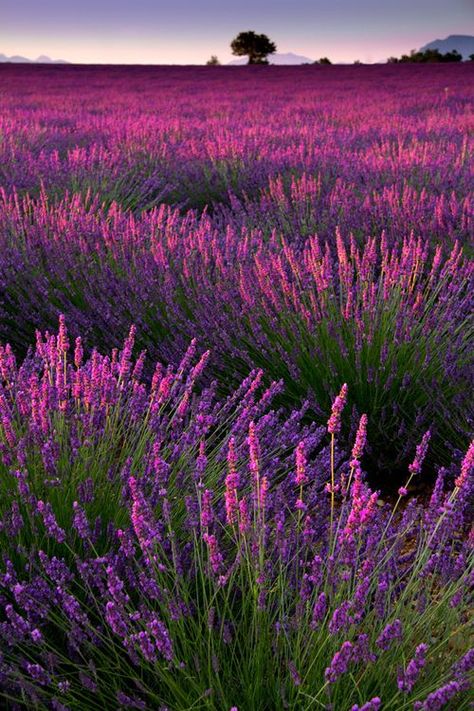 Lavender Dusk, France  - Explore the World with Travel Nerd Nici, one Country at a Time. http://travelnerdnici.com Lavender Garden, Lovely Lavender, Aix En Provence, Airbrush Art, Lavender Fields, Alam Semula Jadi, Flower Field, Nature Beauty, Lany
