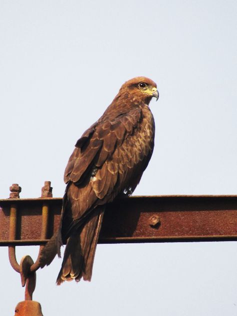 The black kite is a medium-sized bird of prey in the family Accipitridae, which also includes many other diurnal raptors. It is thought to be the world's most abundant species of Accipitridae, although some populations have experienced dramatic declines or fluctuations. Black Kite Bird, Bird Kite, Inktober 2022, Big Birds, Animal References, Bird Of Prey, Kites, Big Bird, Birds Of Prey