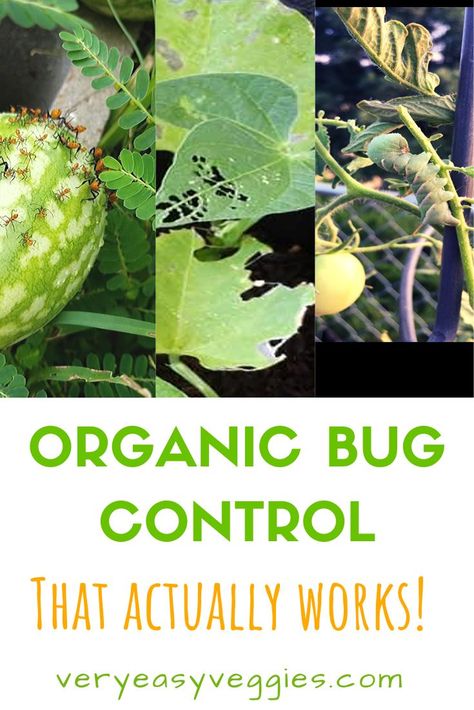 Easy Veggie Garden, Bug Spray For Plants, Insect Eating Plants, Bug Eating Plants, Get Rid Of Aphids, Plants That Repel Bugs, Squash Bugs, Squash Plant, Natural Bug Spray