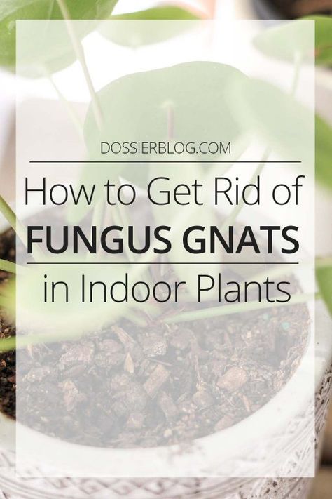 Kill Gnats In House, Getting Rid Of Nats, Gnats In House Plants, Terrariums Diy, How To Get Rid Of Gnats, Fungus Gnats, Diatomaceous Earth Food Grade, Get Rid Of Flies, Fig Plant