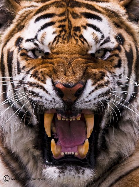 Tiger Photography - Edge of Extinction Tiger Fotografie, Tiger Photography, Big Cats Photography, Angry Tiger, Amur Tiger, Photo Animaliere, Gato Grande, Tiger Pictures, Haiwan Peliharaan