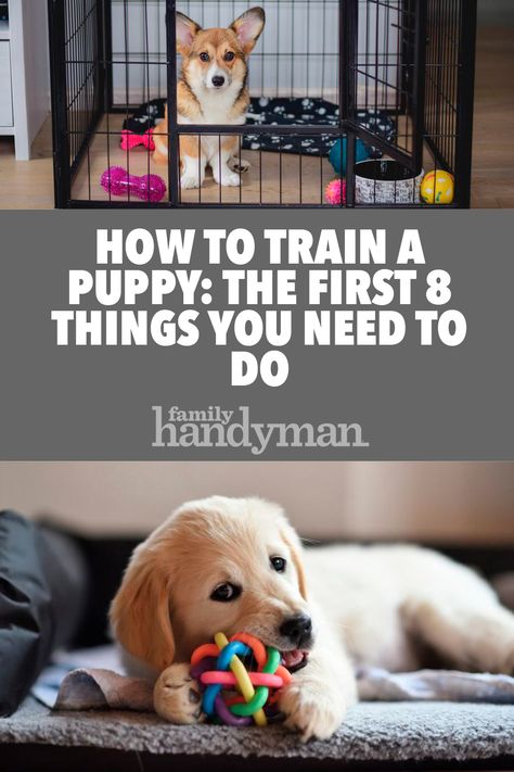 How to Train a Puppy: The First 8 Things You Need to Do Cairn Terrier, Train A Puppy, Puppy Cuddles, Puppy Time, Puppies Tips, Dog German, Cairn Terriers, Easiest Dogs To Train, Puppy Training Tips