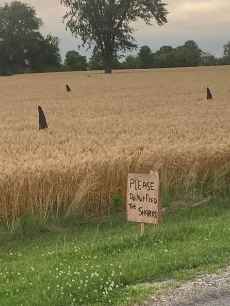 Even though we are all tired of the rain, you have to admit this farmer has a sense of humor. Farm on 33 west of Lancaster.🦈 Funny Signs, Retro Humour, Sms Humor, Meme Comics, Picture Comments, Retro Humor, Humor Grafico, Memes Humor, Sense Of Humor