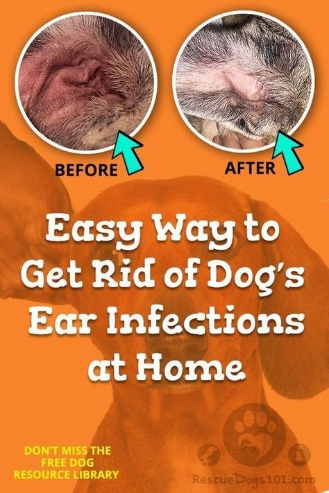 Dog Ear Remedies, How To Treat Ear Infections In Dogs, Cleaning Dogs Ears Diy, How To Clean My Dogs Ears, Diy Ear Cleaner For Dogs, How To Clean Your Dogs Ears, How To Clean A Dogs Ears, How To Clean Dogs Ears At Home, Ear Wash For Dogs Diy