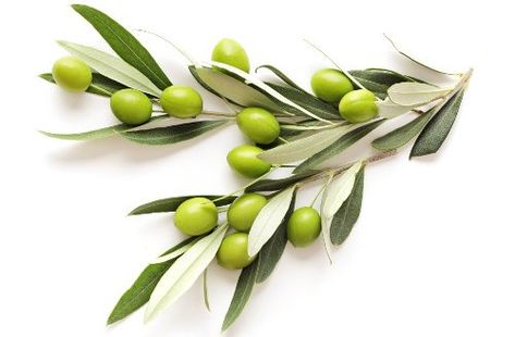 Olive Tattoo, Olive Leaf Extract, Wild Olive, Olive Leaves, Olea Europaea, Fruit Photography, Summer Painting, Green Olives, Floral Image