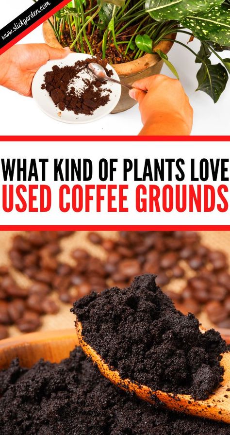 Potassium For Plants Diy, Make Fertilizer For Plants, Phosphorus Fertilizer Diy, Natural Phosphorus Fertilizer, Uses For Coffee Grounds In The Garden, How To Dry Coffee Grounds, Using Coffee Grounds In Garden, Coffee Grounds For House Plants, Used Coffee Grounds Uses Garden