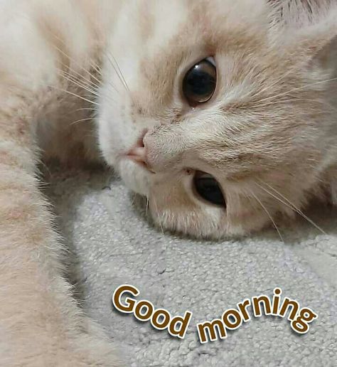 Cat Good Morning Quotes, Good Morning Cute Cat Images, Cute Good Morning Cat Memes, Cat Pointing At You, Cat Saying Good Morning, Goodmorning Cute Images, Good Morning Reaction Pic, Good Morning Cat Images, Good Morning Kittens