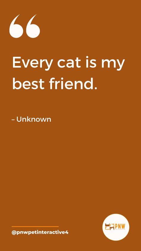 Friend Quotes, I Love My Bsf, Cat Best Friend, Friendship Circle, Pet Quotes, Cat Quote, Cat Obsession, Cat Quotes, Best Friend Quotes