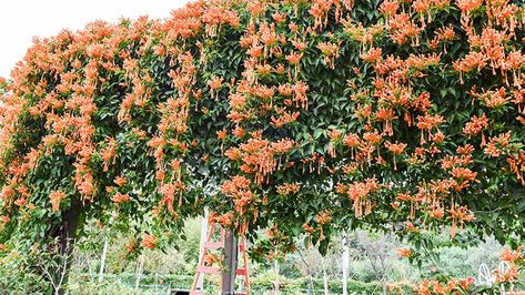 Growing Honeysuckle: Your Guide to Growing Honeysuckle Vines | Gilmour Gold Flame Honeysuckle, Honeysuckle Planting Ideas, Honeysuckle Landscaping, Honeysuckle On Trellis, Honey Suckle Trellis Ideas, Diy Honeysuckle Trellis, Honey Suckle Vines, Honeysuckle On Fence, Honeysuckle Pergola