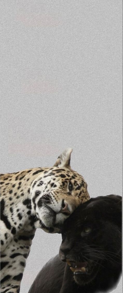 Leopard Couple, Macan Kumbang, African Leopard, Leopard Wallpaper, Fur Animal, Animale Rare, Animal Facts, Cute Wild Animals, Animal Wallpaper