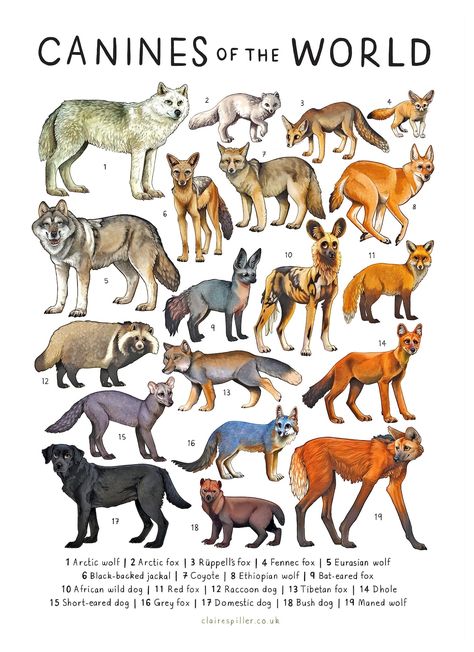 Bat Eared Fox, Animal Infographic, Dog Wolf, Maned Wolf, African Wild Dog, Raccoon Dog, Fennec Fox, Animal Poster, Canine Art