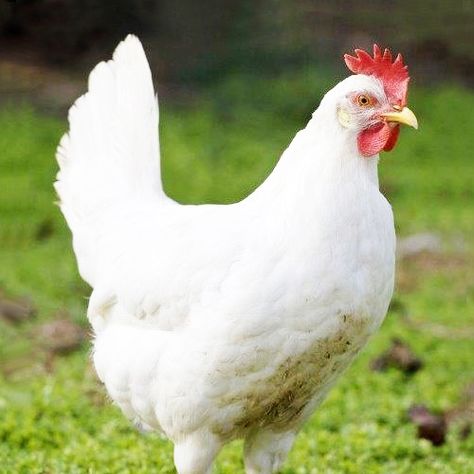 Chicken Hatchery & Baby Chicks for Sale | Chickens for Backyards Raising Chickens For Eggs, Chicken Hatchery, Chickens For Eggs, Laying Chickens Breeds, Chickens For Sale, White Rooster, Laying Chickens, Best Egg Laying Chickens, Custom Backyard