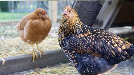 Considering The Golden Laced Wyandotte? Everything You Need To Know Wyandotte Chicken Eggs, Blue Laced Wyandotte, Gold Laced Wyandotte, Wyandotte Hen, Wyandotte Chickens, Best Chicken Breeds, Chicken Egg Colors, Laced Wyandotte, Wyandotte Chicken