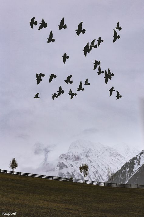 Flock of birds flying over the foggy mountains | free image by rawpixel.com / eberhard grossgasteiger Nature, Birds Flying Photography, Sea Morning, Mist Mountain, Flock Of Birds Flying, Landscape Reflection, Flying Photography, Mountains In Italy, Inspiring Paintings