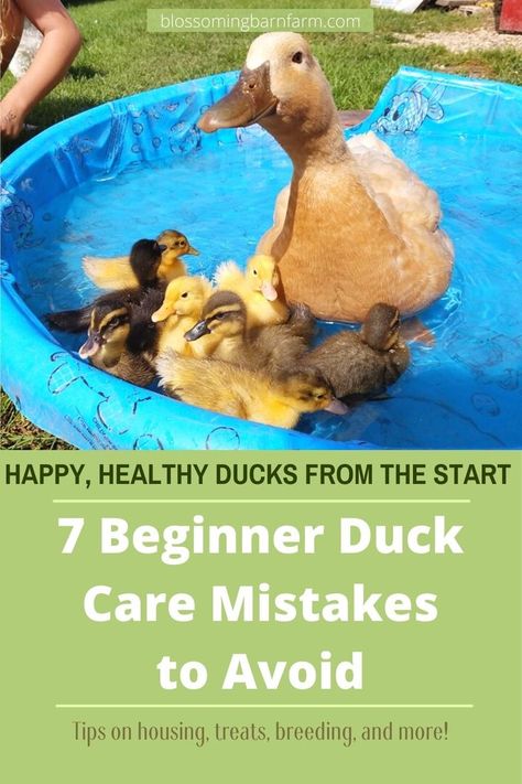 Ducks And Chickens Together Coop, Ducks And Chickens Living Together, Duck Hacks Diy, Raise Ducks For Beginners, Duckling House Diy, Duck House Ideas Diy Pallet Coop, Build A Duck House, Duck Care 101, Duckling Enclosure Ideas