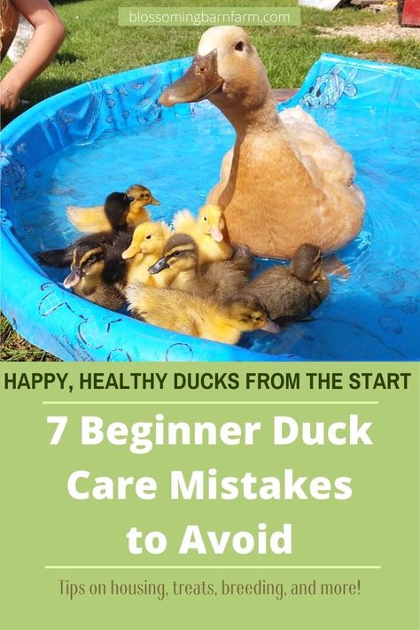 Ducks And Chickens Living Together, Ducks And Chickens Together Coop, Raise Ducks For Beginners, Duck House Ideas Diy Pallet Coop, Best Ducks For Homestead, Duckling Enclosure Ideas, Duck Hacks Diy, Chicken And Duck Waterer Diy, Owning A Duck