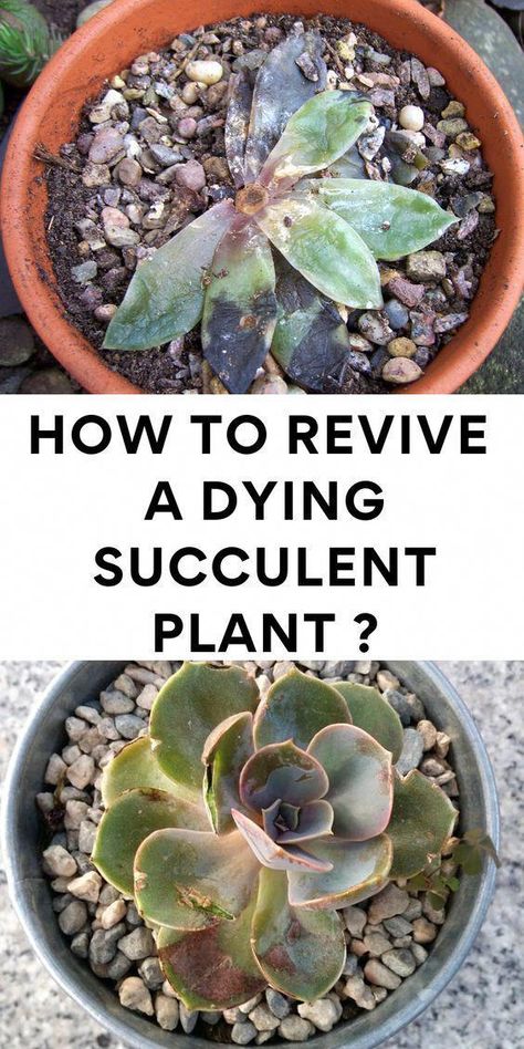 #MyHealthNutrition Bloomer, How To Revive Succulents, Succulent Flower Bed, Diy Succulent Planter, How To Propagate Succulents, Different Types Of Succulents, Succulent Garden Landscape, How To Water Succulents, Succulent Landscaping