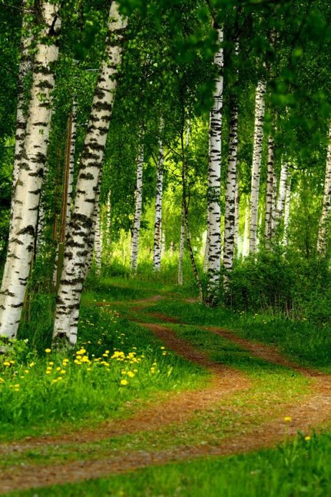 Birch Forest, Finland photo via terri Helsinki, Oahu, Matka Natura, Birch Forest, Forest Path, Tree Forest, Walk In The Woods, Beautiful Tree, Tree Art