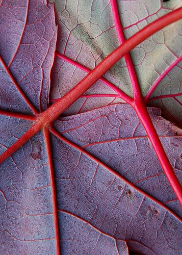 I just love when they turn this color!  Not sure which tree it comes from , i will have to look it up... Abstract Photography, Stylist Drawing, Foto Macro, Natural Structures, Texture Inspiration, Abstract Nature, Natural Forms, Patterns In Nature, Color Textures