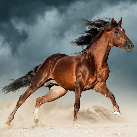 golden brown andalusian horse runs free in the desert 😘🐎❤🐎 **👇** ♣️ Like / Comment / Share if you like 📱 Follow @horses_new 📱 Follow… Wild Horses Running Photography, Horse Art Ideas, Brown Horses, Male Horse, Abstract Horse Art, Wild Horses Running, Wild Horses Photography, Horse Running, Horses Running