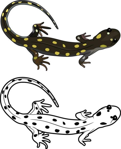 Spotted Salamander , yellow spotted amphibians vector image Salamanders, Spotted Salamander Tattoo, Salamander Drawing, Salamander Tattoo, Cute Salamander, Spotted Salamander, Outline Images, Embroidery Quilting, Vector Infographic