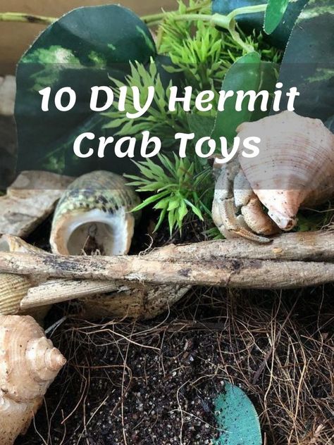 Hermit Crab Toys, Bird Repellent Spray, Hermit Crab Cage, Hermit Crab Crafts, Crab Net, Hermit Crab Habitat, Hermit Crab Tank, Crab Toy, Hermit Crab Shells