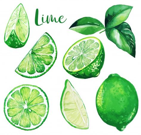 Caipirinha, Art Fruit Drawing, Key Lime Tattoo, Lime Drawings Fruit, Lime Sketch, Limes Drawing, Lime Paintings, Green Drawing Ideas, Lime Drawings