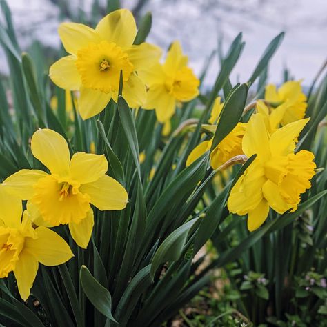 Transplanting Daffodils in Spring & Beyond: Dividing Tips - Bunny's Garden Coffee Grounds For Plants, Daffodils Planting, Growing Lilies, Spring Perennials, Acidic Soil, Rooting Roses, Rose Cuttings, Acid Loving Plants, Daffodil Bulbs