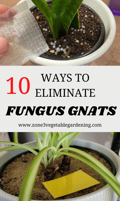 Soil Gnats House Plants, Plant Flies Indoor, How To Keep Gnats Out Of House Plants, Knats Killer Diy For Plants, Fungas Gnats, Gnat Spray, Gnats In House Plants, Gnat Trap, Houseplant Tips