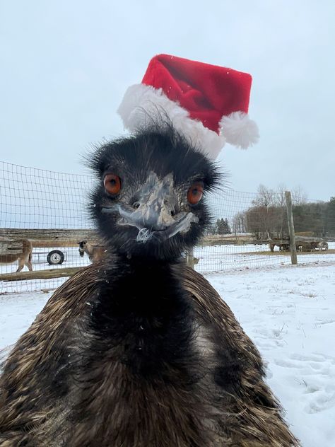 Old Fashioned Christmas, Christmas Raccoon, Nature Photography Animals, Bird Quotes, Country Lifestyle, Christmas Bird, Christmas Inspo, Fluffy Animals, Animal Wallpaper