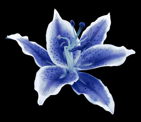 Blue Flower Black Background, Blue Flowers Black Background, Blue Lilies Aesthetic, Flowers On A Black Background, Black Background Widgets, Blue Aesthetic Flowers, Flowers Aesthetic Blue, Blue Stargazer Lily, Flowers Widget