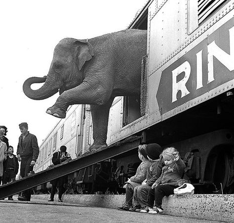 Train crashed and circus animals escaped in Escambia, County, Alabama - http://www.alabamapioneers.com/train-crashed-and-circus-animals-escaped-in-escambia-county/ Pantomime, Ringling Brothers Circus, Ringling Brothers, Vintage Foto's, Elephant Walk, Bronx New York, Rare Historical Photos, Circus Elephant, Vintage Circus