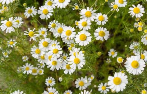 Plant Chamomile, Chamomile Seeds, Chamomile Plant, Chamomile Flower, Smelling Flowers, Aromatic Plant, Fragrant Plant, Roman Chamomile, Perennial Herbs